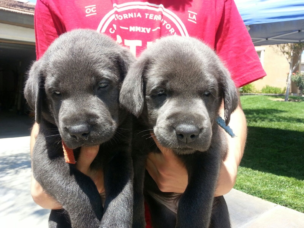 black lab puppies 8 weeks