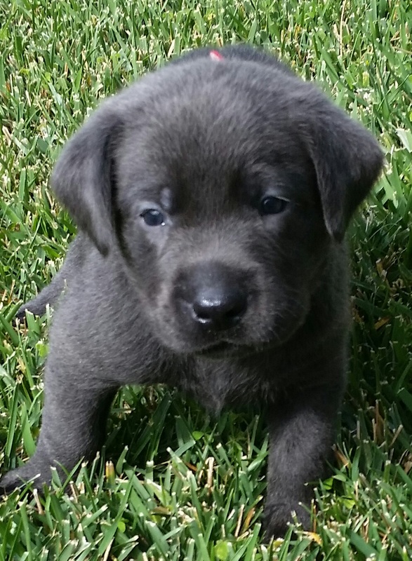 AKC Silver Charcoal Lab Puppies for sale in Southern ...