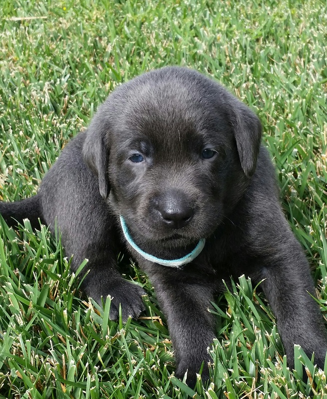 AKC Silver Charcoal Lab Puppies for sale in Southern ...