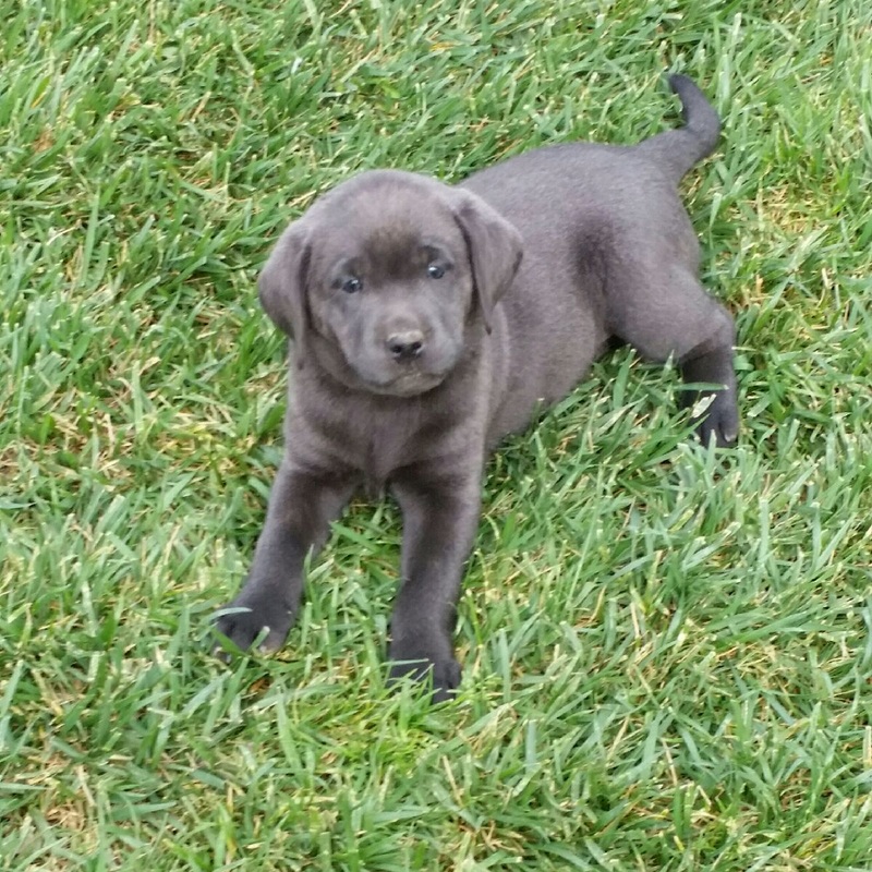 AKC Silver Charcoal Lab Puppies for sale in Southern ...