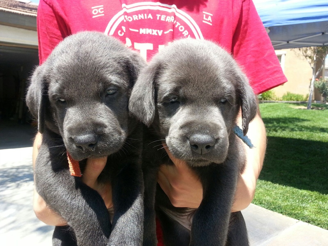 Akc Silver Labrador Pups Southern California Akc Silver Lab Puppies Los Angeles California